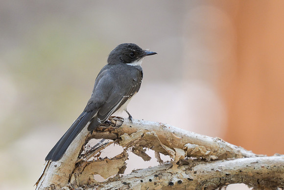 Northern Fantail