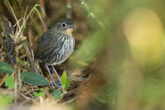 Santa Marta Antpitta