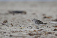 Black-bellied Plover