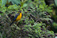 Lacrimose Mountain Tanager