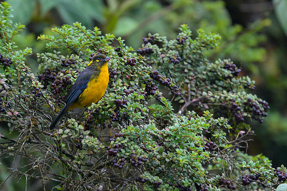 Lacrimose Mountain Tanager
