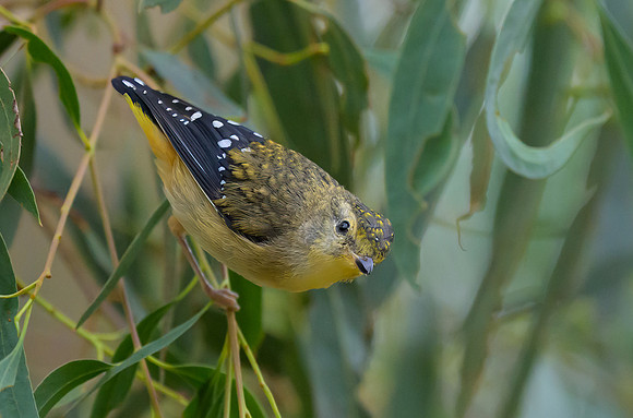 Spotted Partalote