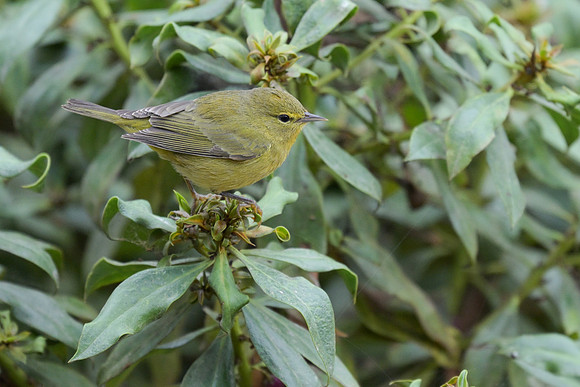 Orange-crowned Warbler