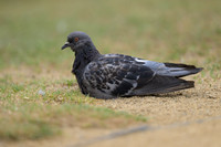 Rock Pigeon