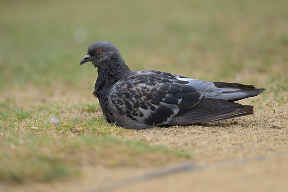 Rock Pigeon