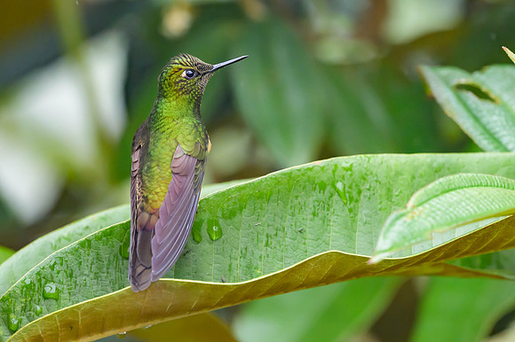 Buff-tailed Coronet