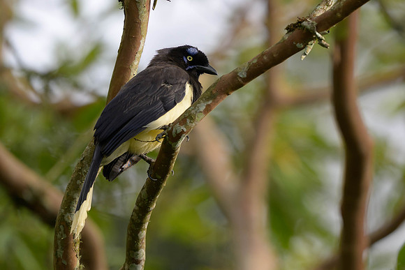 Black-chested Jay