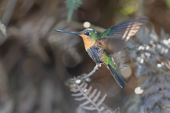White-tailed Starfrontlet