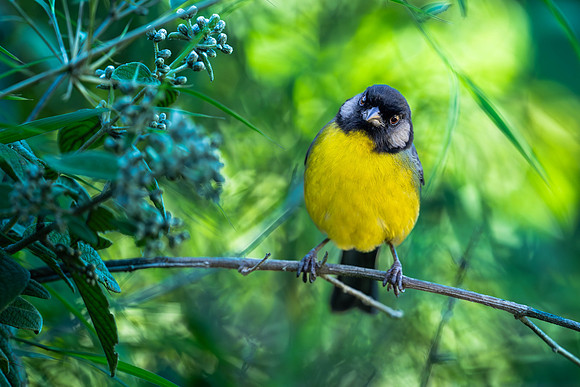 Santa Marta Brushfinch