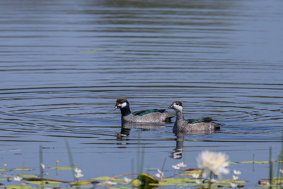 Green Pygmy-Goose