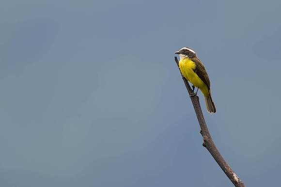 Rusty-margined Flycatcher