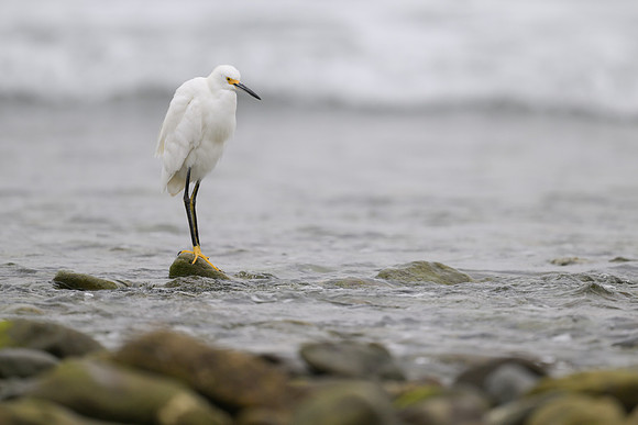 Snowy Egret