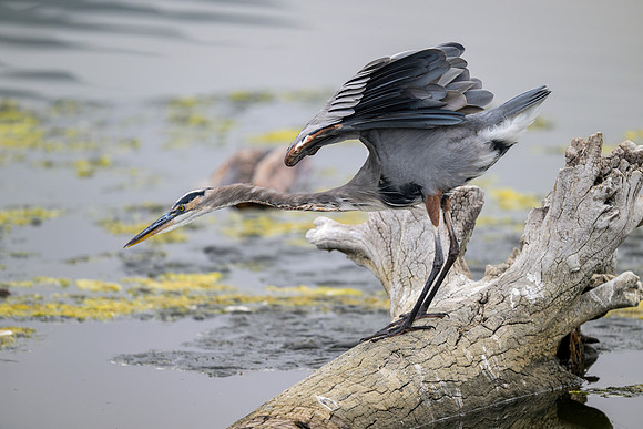 Great Blue Heron
