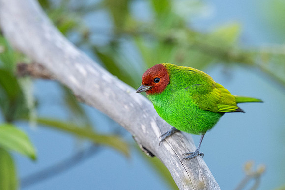 Bay-headed Tanager