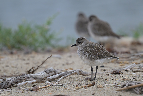 Black-bellied Plover