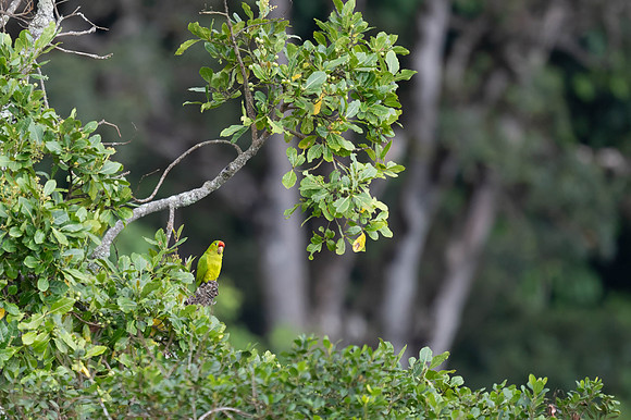 Scarlet-fronted Parakeet