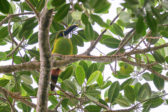 Southern Emerald-toucanet