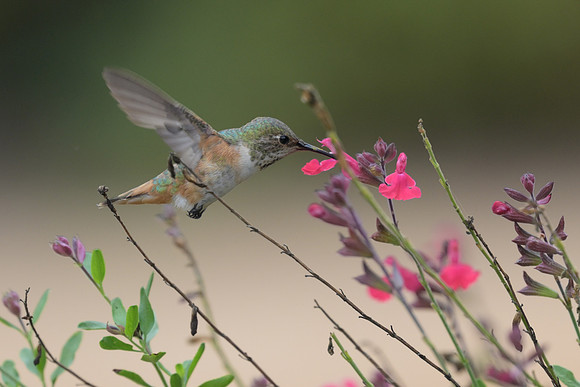 Allen's Hummingbird