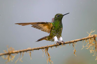 Buff-tailed Coronet