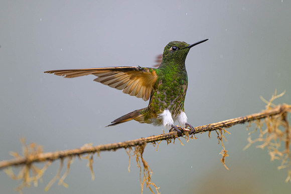 Buff-tailed Coronet