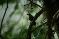 Gray-throated Leaftosser