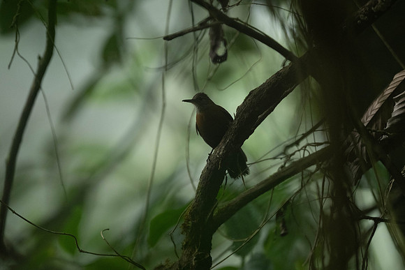 Gray-throated Leaftosser