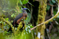 Sickle-winged Guan