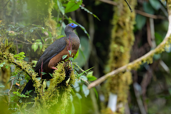 Sickle-winged Guan