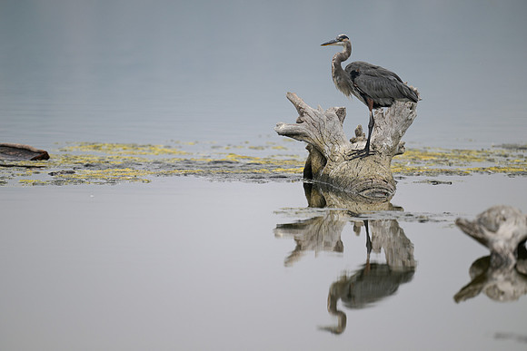 Great Blue Heron