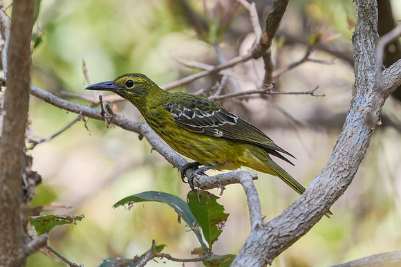 Green Oriole