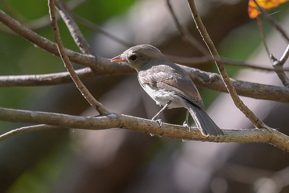 Grey Whistler