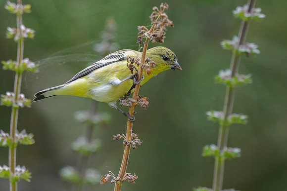 American Goldfinch