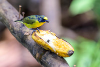 Thick-billed Euphonia