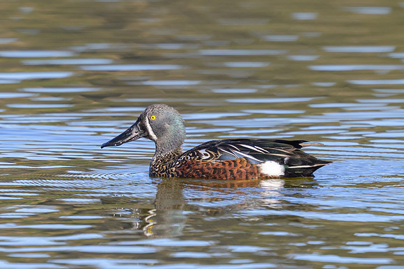 Australasian Shoveler