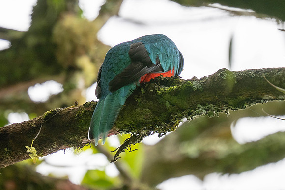 White-tipped Quetzal