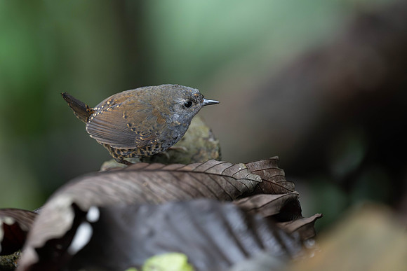 Brown-rumped Tapaculo