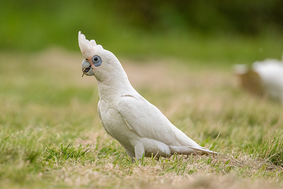 Little Corella
