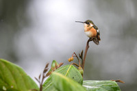Purple-throated Woodstar