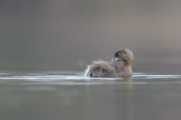 Pied-billed Grebe