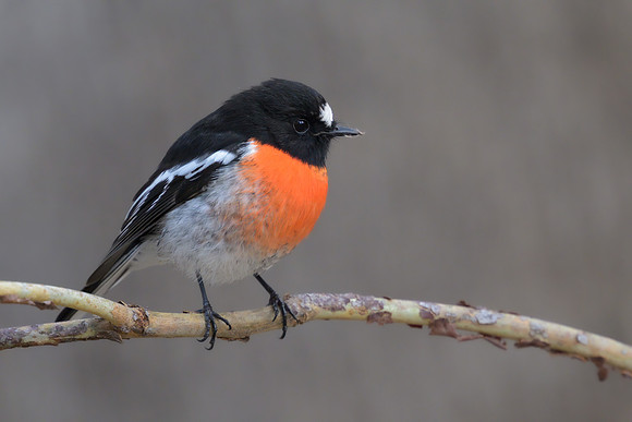 Scarlet Robin