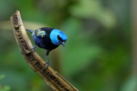 Blue-necked Tanager