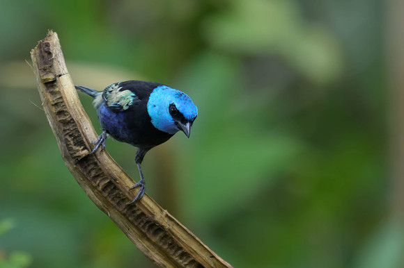 Blue-necked Tanager
