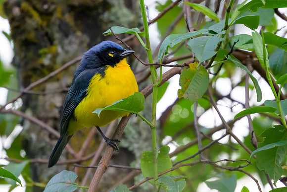 Black-cheeked Mountain Tanager