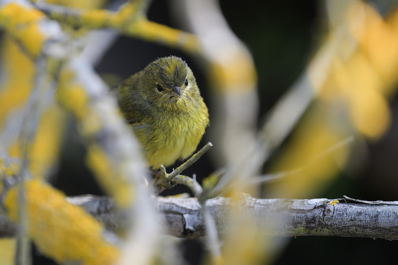 Orange-crowned Warbler