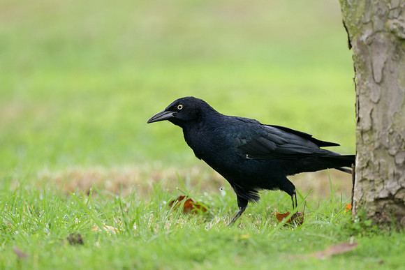 Great-tailed Grackle
