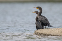 Double-crested Cormorant