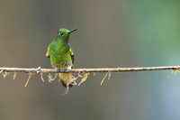 Buff-tailed Coronet