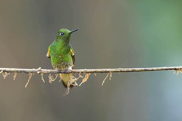 Buff-tailed Coronet