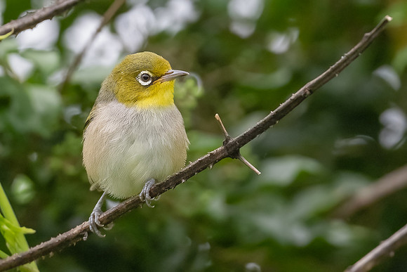 Silvereye