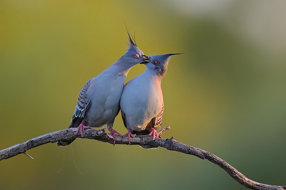 Crested Pigeon